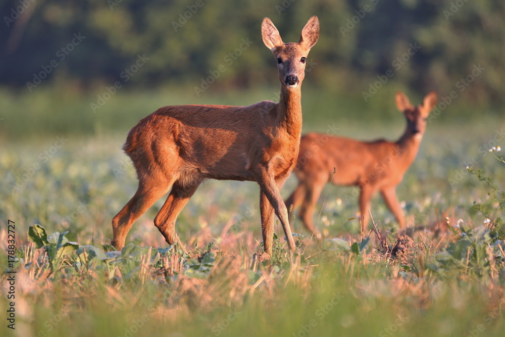 Obraz premium Capreolus capreolus, Roe Deers walking on the agricultural field. Wildlife animals. Europe, Slovakia.