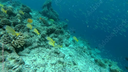 A large school of Whitebait or Blue Sprat - Spratelloides delicatulus in the blue water over coral reef, Indian Ocean, Maldives  
 photo