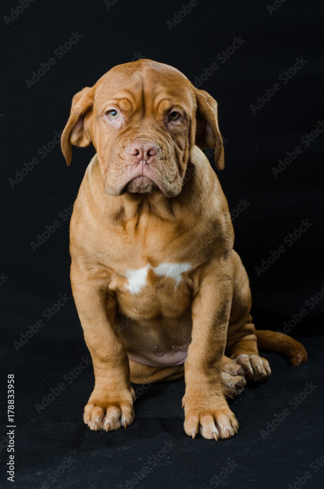 Fototapeta premium Beautiful dog puppy in the studio