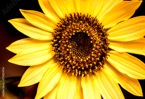 Fototapeta Naklejka Na Ścianę i Meble -  Sunflower Close-up Dark Blurry Background