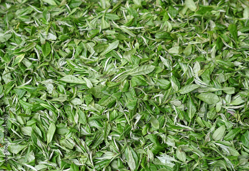 New picked fresh green tea leaves background