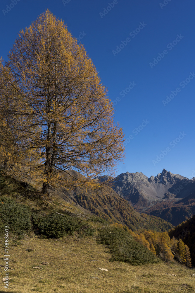 Lärche im Herbstkleid - Val di Poschiavo
