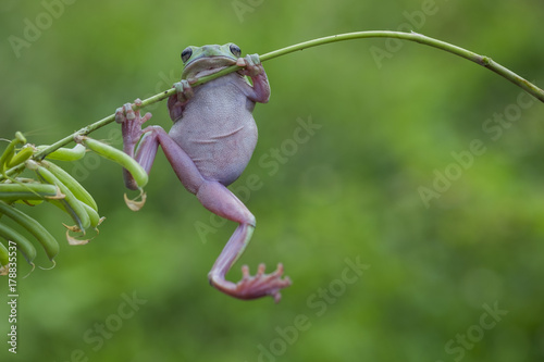 jumpng frog