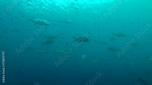 school of Giant trevally - Caranx ignobilis hant on  Blue Sprat - Spratelloides delicatulus in the blue water, Indian Ocean, Maldives
 photo