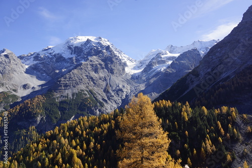 verschneite Berggipfel, goldgelbe Lärchen und stahlblauer Himmel photo