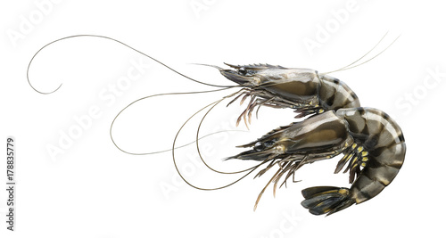 Raw prawn or tiger shrimp double isolated on white background