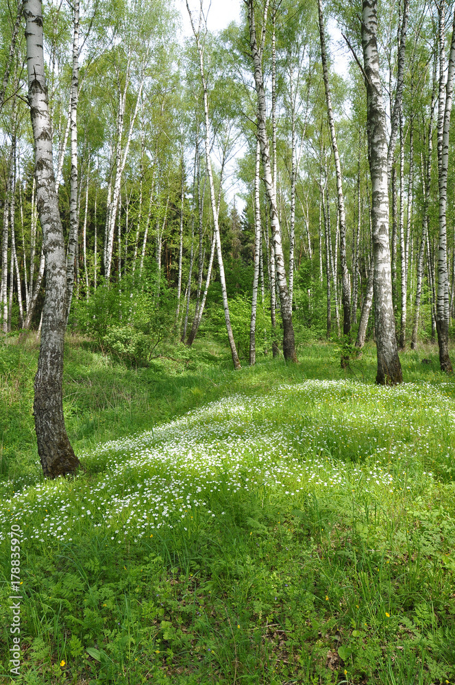 A hilly birch grove full of white wild flowers and spotted with shadows
