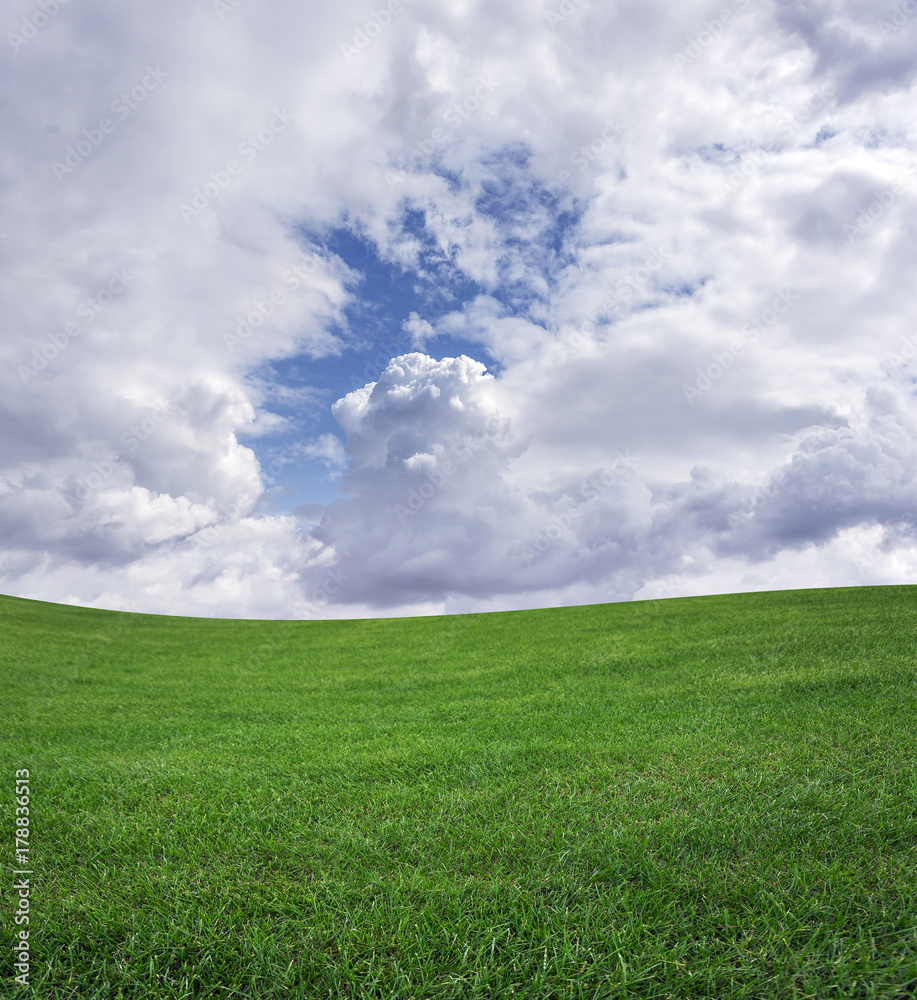 Fototapeta premium Green grass field and blue sky.