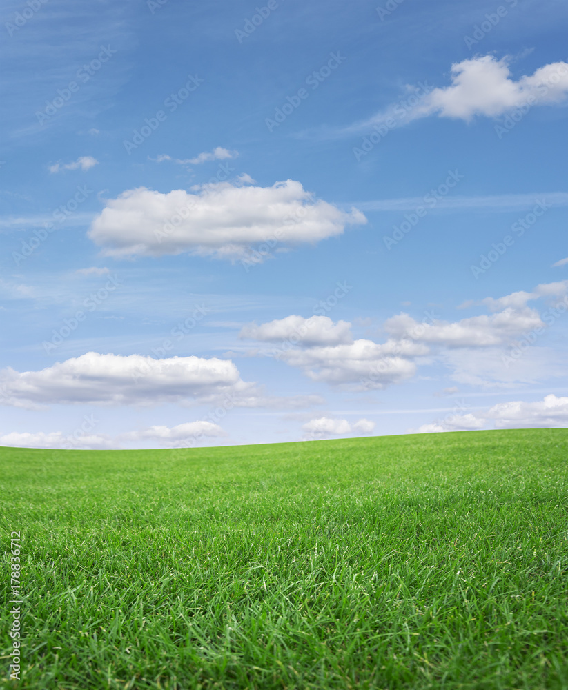 Green grass field and blue sky.