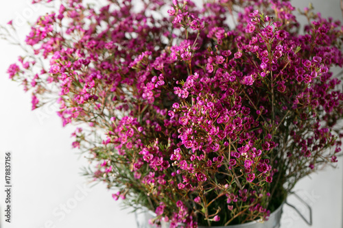 Chamelaucium or waxflower on light gray background