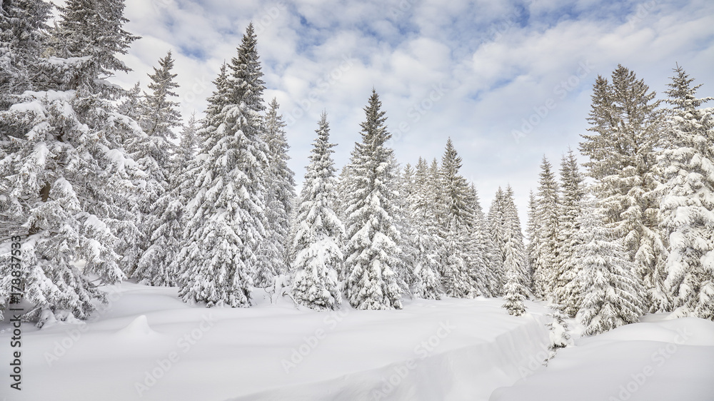 Winter landscape with snow covered trees