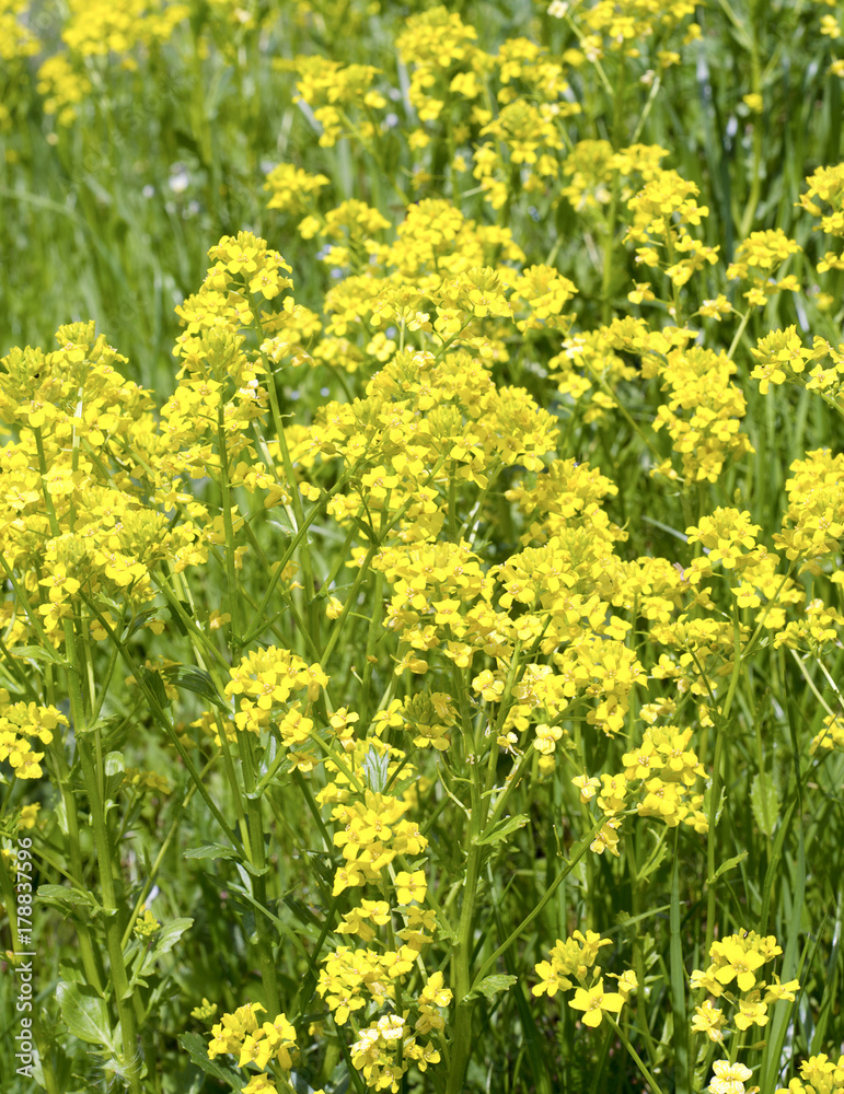 closeup crop barbarea closeup crop barbarea