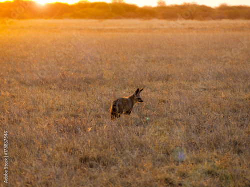 Fototapeta Naklejka Na Ścianę i Meble -  Bat-eared Foxes in the Central Kalahari Game Reserve, Botswana