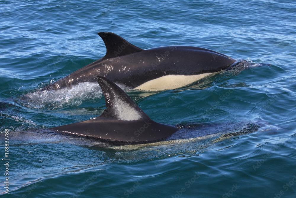 Fototapeta premium Dolphin Swimming in the Algarve