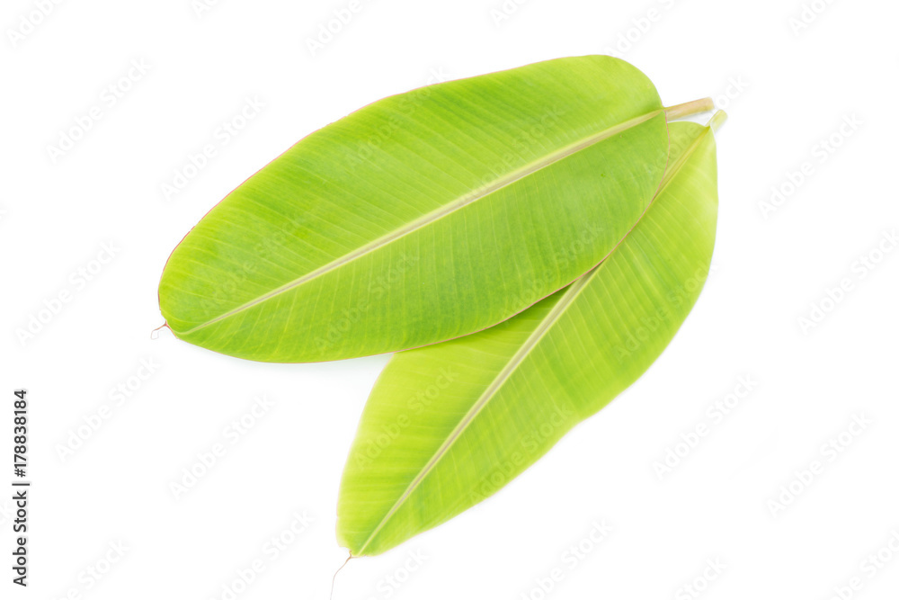 Obraz premium Banana leaf isolated on white background