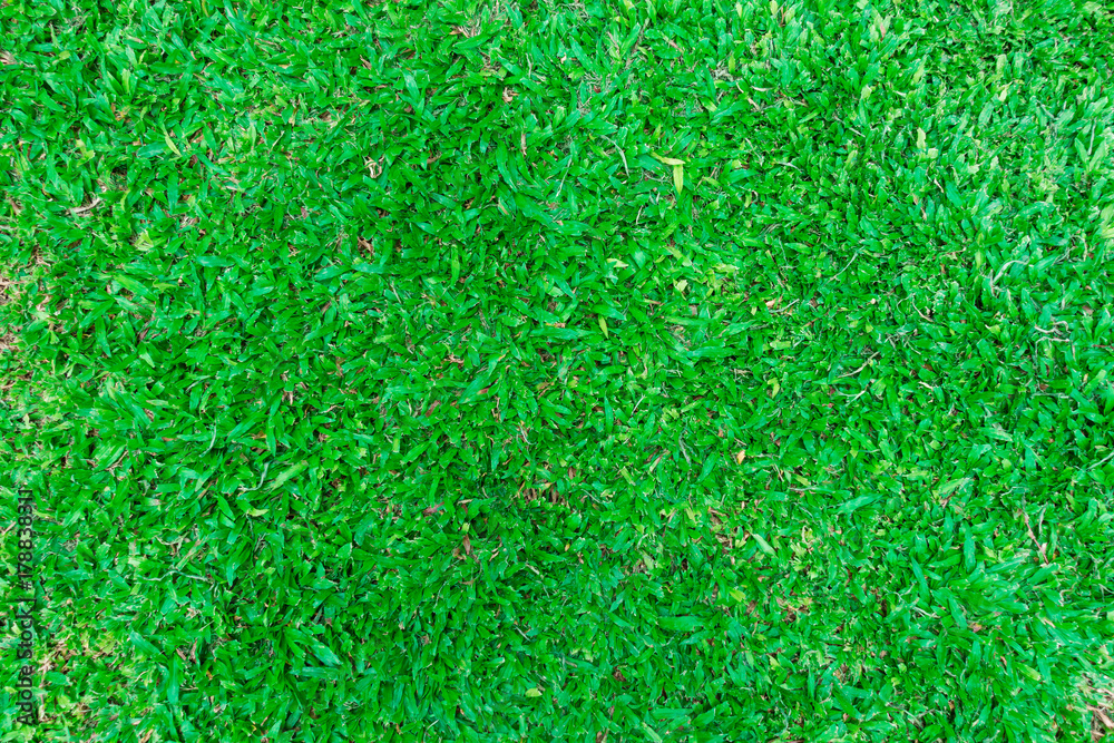 green grass, top down view taken out door on sunny day. green grass, top down view taken out door on sunny day.