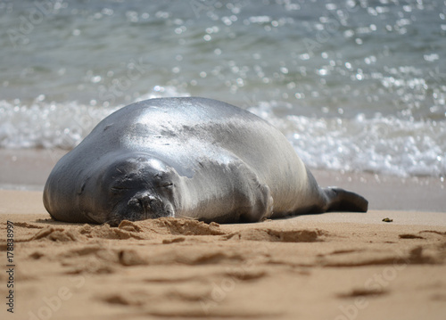 Sunbathing Seal Hawaii