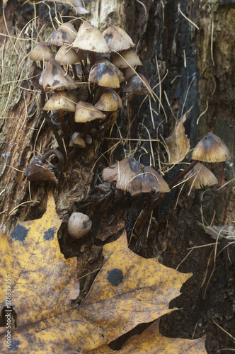 Mycena sp mushrooms