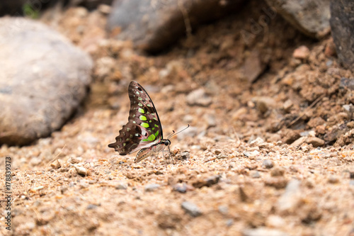 close up of brown wing butterfly with green dot staying on the ground.