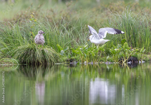 Seagull with a nestling