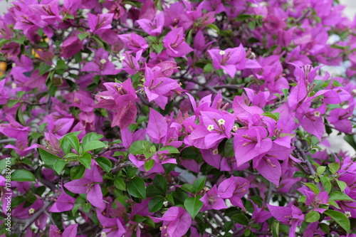 Group of purple flower in the summer time.