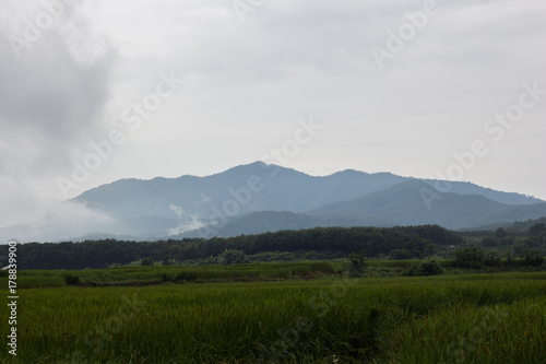 Nature Background Rice field close mountain