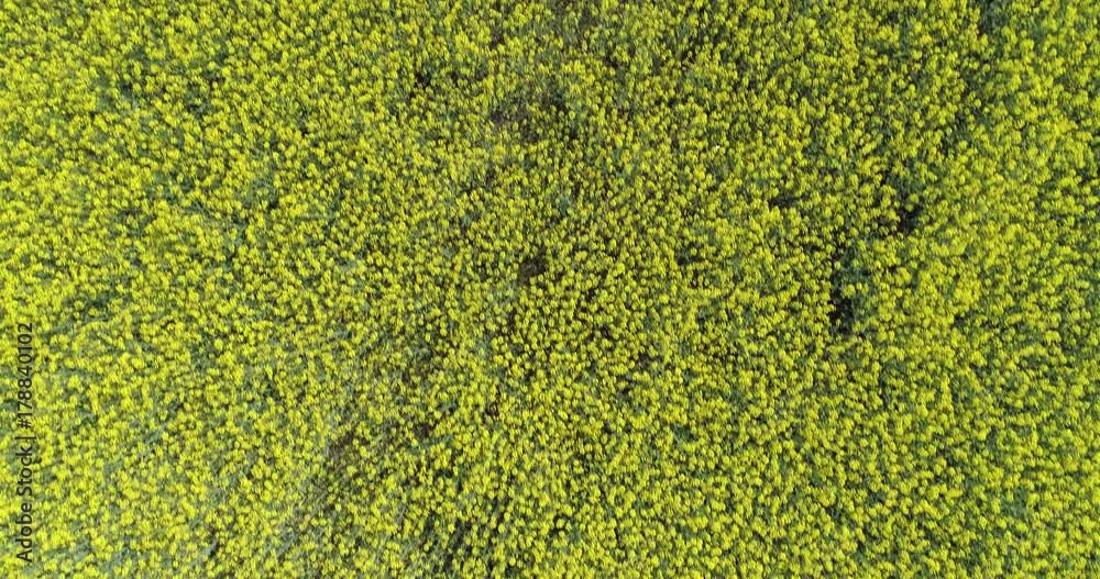 moving overhead over yellow flowers field in summer day.Europe Italy outdoor green nature scape aerial establisher.4k drone flight top view establishing shot moving overhead over yellow flowers field in summer day.Europe Italy outdoor green nature scape aerial establisher.4k drone flight top view establishing shot