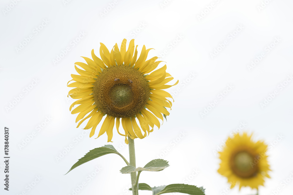 Closeup nature view of flower on blurred background Closeup nature view of flower on blurred background