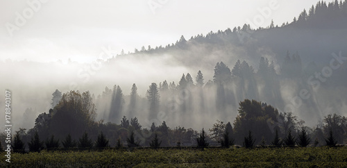 Fog Layer © Roger