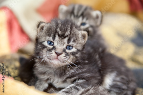 Fototapeta Naklejka Na Ścianę i Meble -  gattini di due settimane dormono e giocano in una cesta