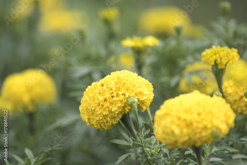 Marigold as background natural