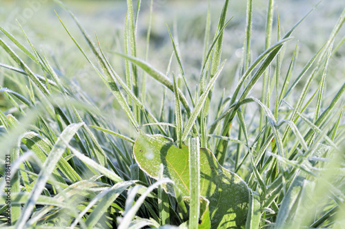 coseup on grass  covered with frost
