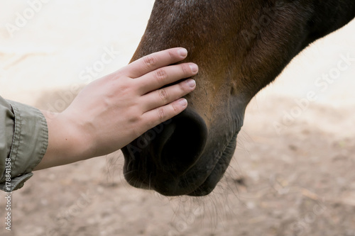 Hand on horse nose
