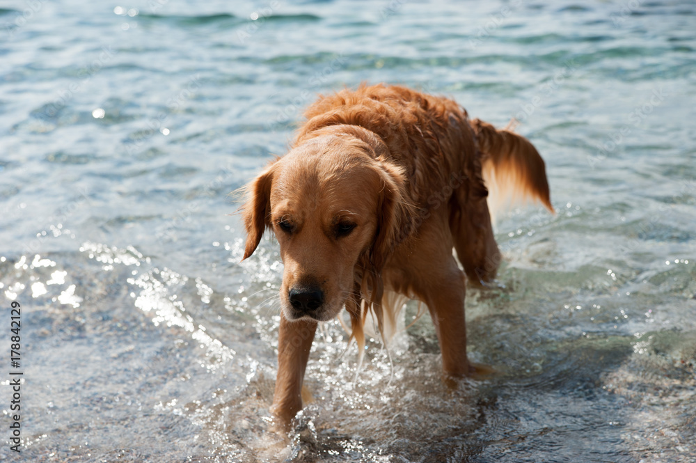 Strandhund kommt aus dem Meer