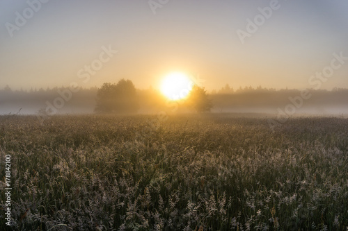 Sunrise in a meadow