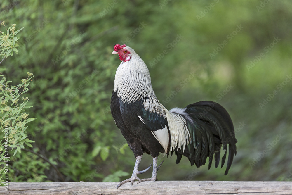 Silver Duckwing Old English Bantam. Dutch Bantam. a small breed of