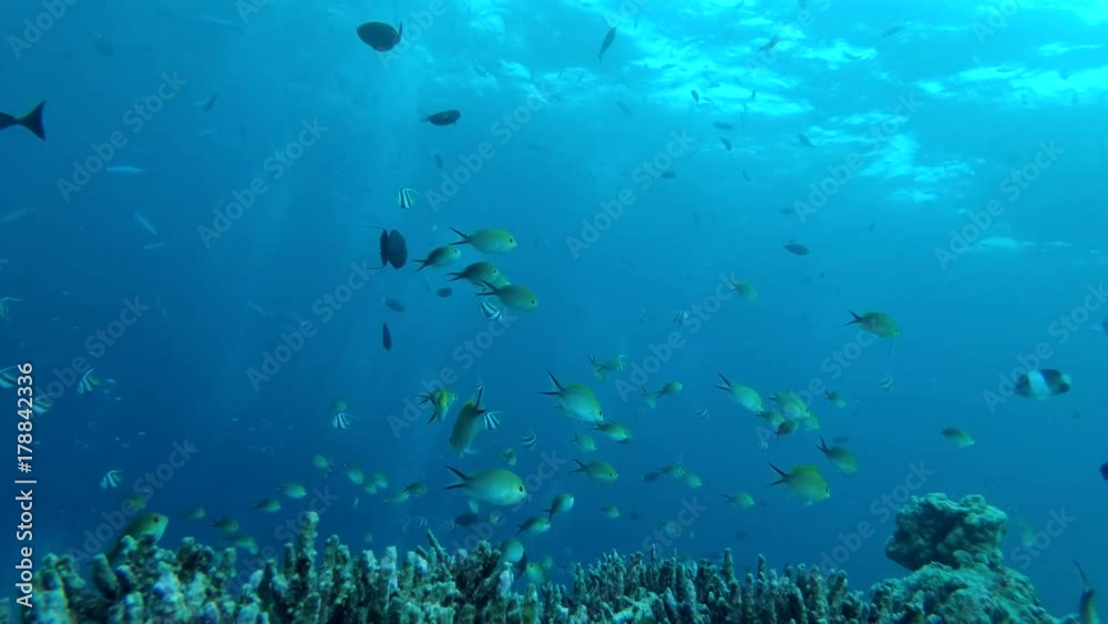 Life on a coral reef, Indian Ocean, Maldives
Life on a coral reef, Indian Ocean, Maldives