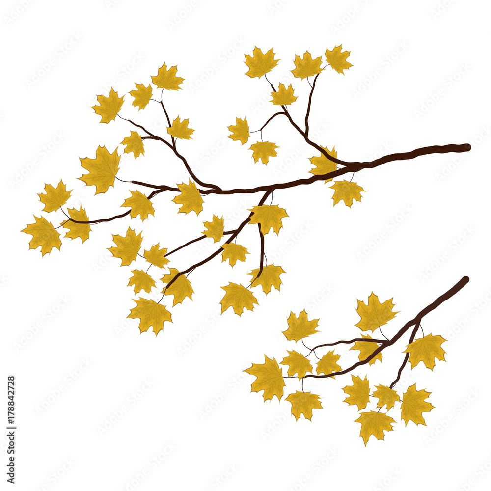 A maple branch on a white background. There are yellow autumn leaves in the picture. It can be used as a design element. Vector illustration A maple branch on a white background. There are yellow autumn leaves in the picture. It can be used as a design element. Vector illustration