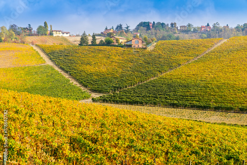 Vineyards of Piedmont in autumn, Italy