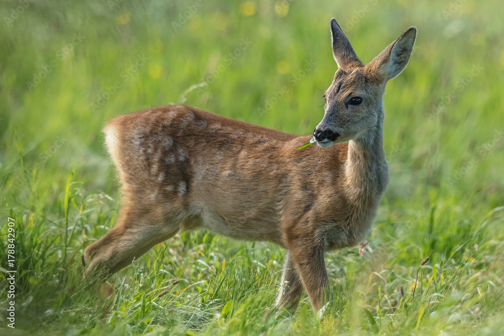 Fototapeta premium rehkitz