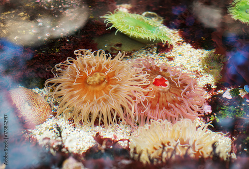 Sea anemones in coastal waters. Bunodactis reynaudi.