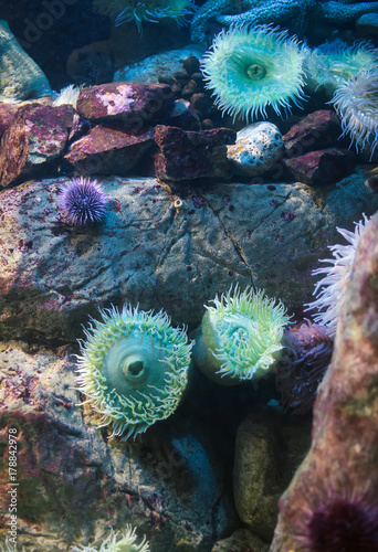 Sea anemones in the ocean. Bunodactis reynaudi.