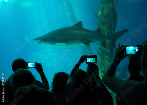Many people observe shark in the oceanarium.