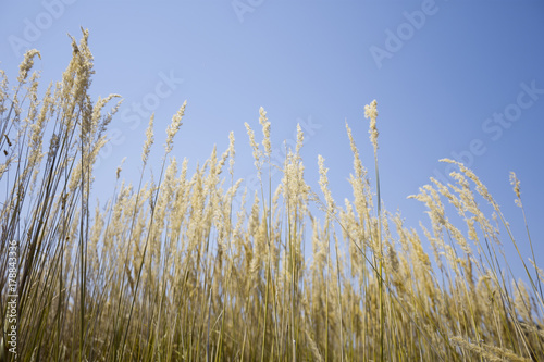 tall grass field