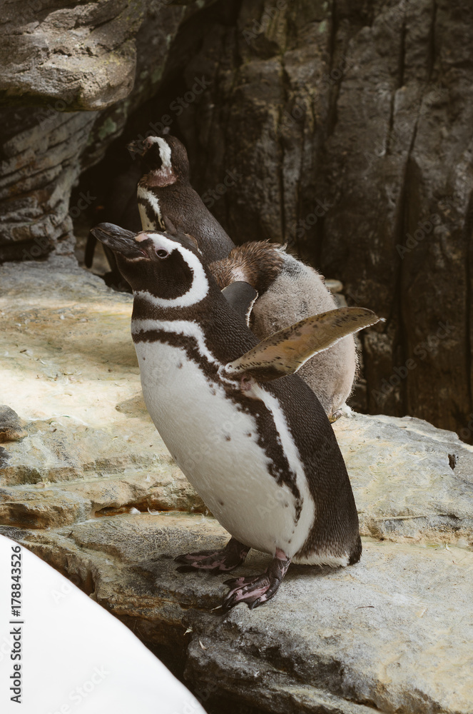 Naklejka premium Magellanic penguins in the zoo. Spheniscus magellanicus.