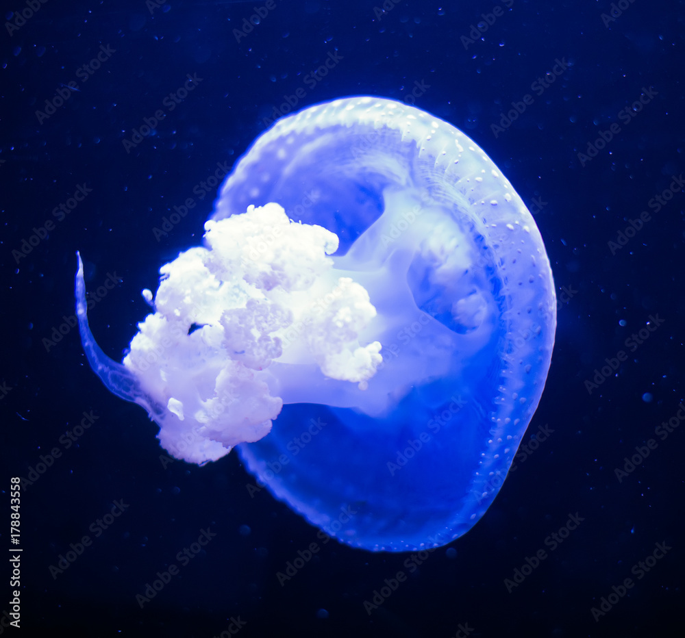 White-Spotted Jellyfish in deep sea. Phyllorhiza punctata. White-Spotted Jellyfish in deep sea. Phyllorhiza punctata.