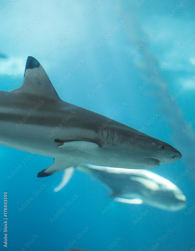 Fototapeta premium Blacktip reef shark swimming in the sea.