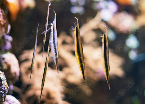 Several Shrimpfishes or razorfishes. Aeoliscus strigatus.