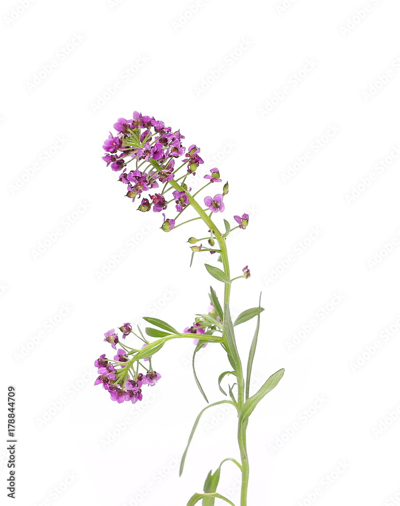 Purple field flowers isolated on white background Purple field flowers isolated on white background
