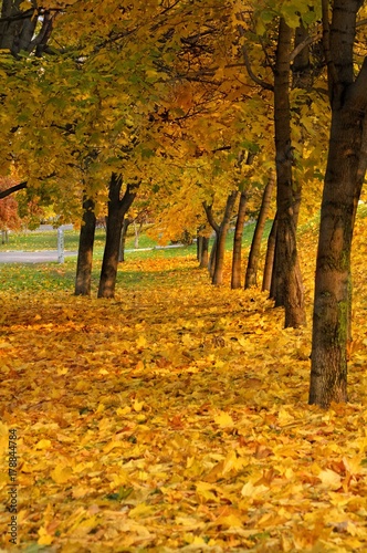 Park in autumn